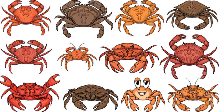 Cartoon and realistic crab vector set featuring various marine crustaceans styles isolated on light background for seafood illustration design