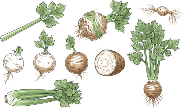 Celery root and stalk vector set featuring fresh celeriac vegetable illustrations isolated on light background for organic food and cooking design