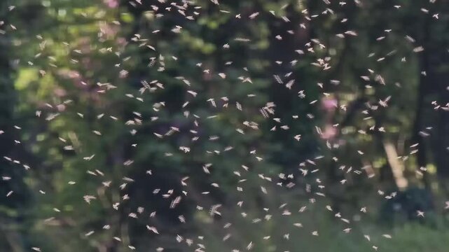 insects dancing fling flies butterflies many in sunlight