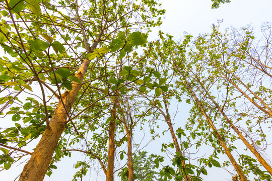 Green leaf eak tree forest uprisen view wide angle agricultural