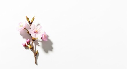 Fototapeta premium A single pink cherry blossom branch with three blossoms and two buds on a white background with a soft shadow.
