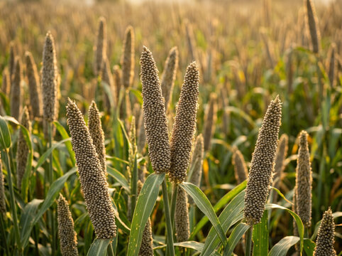 close up of pearl millet bajra spikes in golden sunlight representing agriculture harvest food security and rural prosperity concept