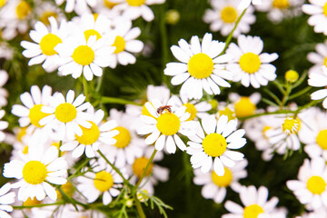 Fototapeta premium A honey bee collecting nectar from blooming chamomile flowers in May.