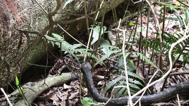 Carpet python Morelia spilota, also Diamond Python, resting in leaf litter of Binna Burra rainforest, Queensland, Australia. Camouflaged reptile in lush subtropical forest, wildlife and nature scene.