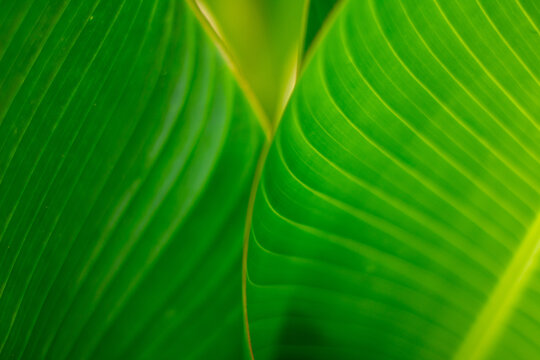 Vibrant, close-up view of lush green tropical leaves highlighting natural parallel veins and smooth, organic textures