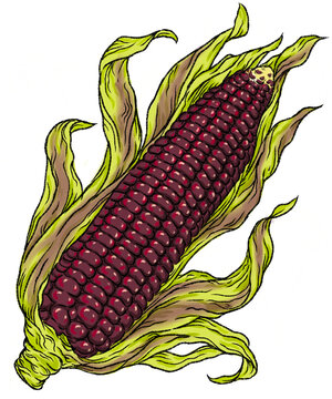 Digital drawing of purple corn cob isolated transparent background