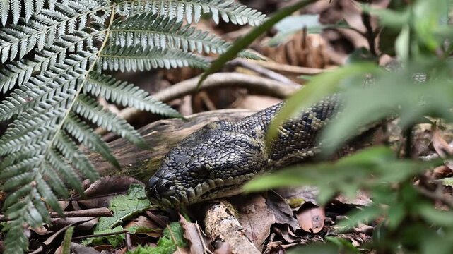 Carpet python Morelia spilota, also Diamond Python, resting in leaf litter of Binna Burra rainforest, Queensland, Australia. Camouflaged reptile in lush subtropical forest, wildlife and nature scene.
