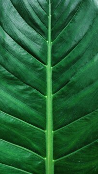 a close up of the underside and leaves on an elephant leaf, showing bold veins, rich green tones, and soft natural light filtering through