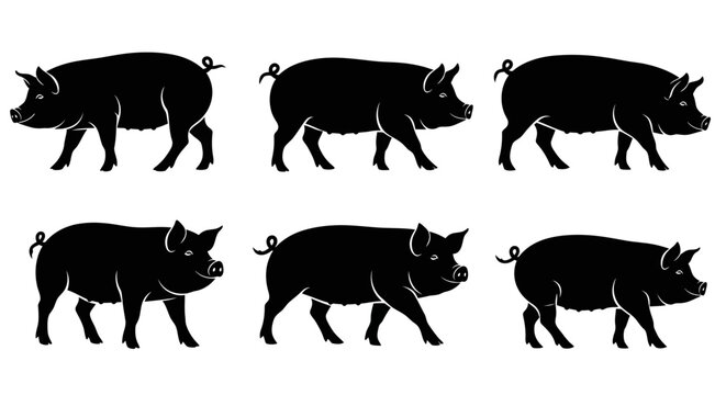 Set of Black Pig Silhouettes Isolated on White Background
