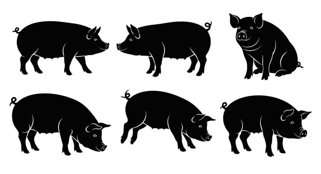 Set of Black Pig Silhouettes in Various Poses