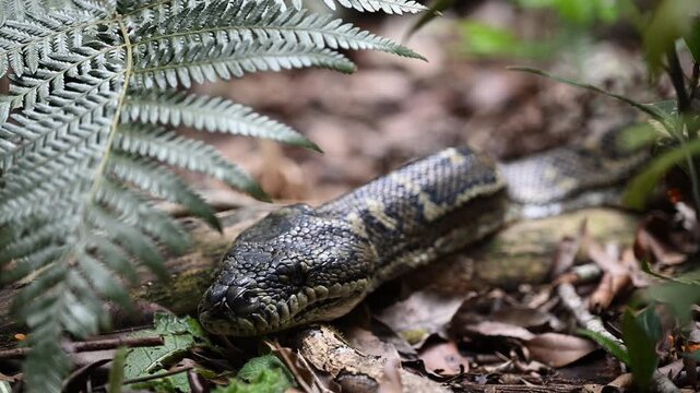 Carpet python Morelia spilota, also Diamond Python, resting in leaf litter of Binna Burra rainforest, Queensland, Australia. Camouflaged reptile in lush subtropical forest, wildlife and nature scene.