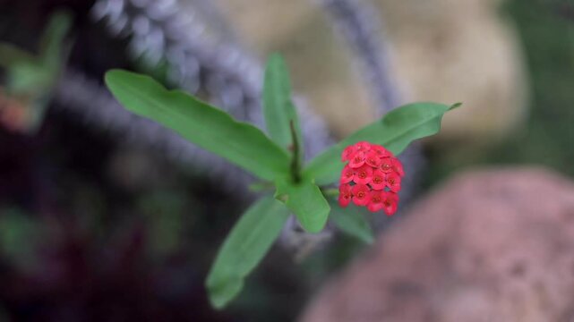 Close-up view of the flowers of the succulent plant called Crown of Thorns.