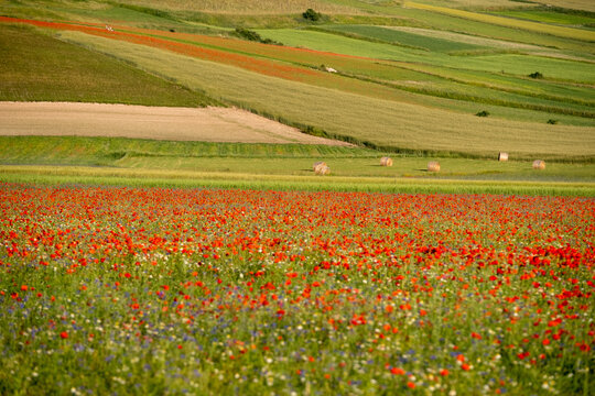 View of the vibrant red poppy fields and hay bales across the rolling agricultural hills of Castelluccio, Umbria, Italy.