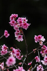 Obraz premium Pink cherry blossoms cluster delicately on thin dark branches, their petals glowing softly against a blurred green background. The mix of open flowers and buds creates a vibrant spring display.