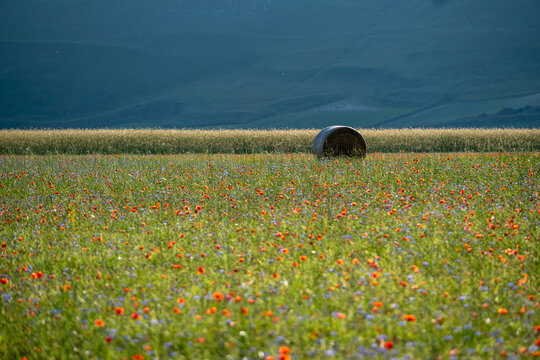 View of the vibrant flowering fields with red poppies and blue cornflowers near a hay bale and rolling hills Castelluccio, Umbria, Italy.