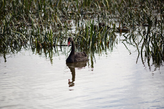 Black Swan(Cygnus stratus) swimming amongst water ribbon plants on Lake Dulverton in Oatlands, Tasmania