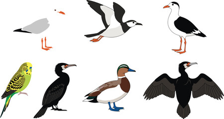 Fototapeta premium Diverse bird species vector set featuring seagull, duck, parakeet, and cormorant in various poses like flying and standing for nature wildlife education and ornithology illustrations.
