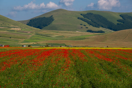 View of the vibrant red poppy and yellow wildflower fields blooming against the backdrop of rolling green hills and a blue sky in Castelluccio, Umbria, Italy.