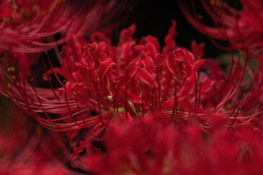 Vibrant red shorttube lycoris flowers bloom with curly petals and long stamens, creating a dramatic cluster against a dark background. Their fiery hue structure highlight nature's bold beauty.