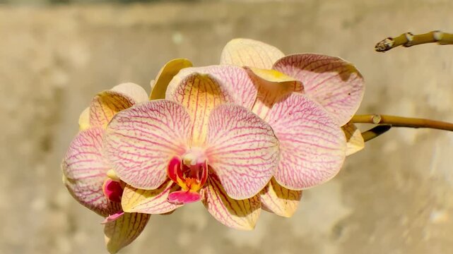 Vibrant pink and yellow striped phalaenopsis orchid flowers in bloom, showcasing delicate patterns and a bright, colorful center