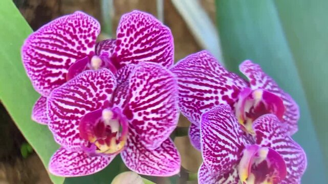 Vibrant purple and white striped phalaenopsis orchid flowers in a closeup, showcasing their intricate and beautiful patterns