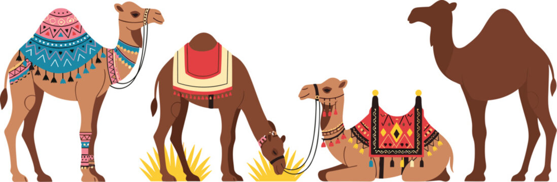 Dromedary camel vector set with traditional ornate saddles and patterns in various poses like standing, sitting, and grazing for desert travel and Middle Eastern culture illustrations.