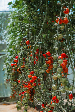 Clusters of Ripe Cherry Tomatoes on Vines