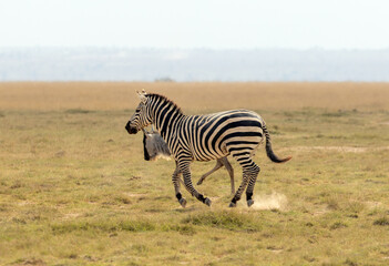 Obraz premium Zebra and Wildebeest running in Amboseli National Park in Kenya Africa KEN