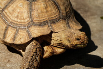 Obraz premium Tortoises are&nbsp;reptiles of the family Testudinidae
