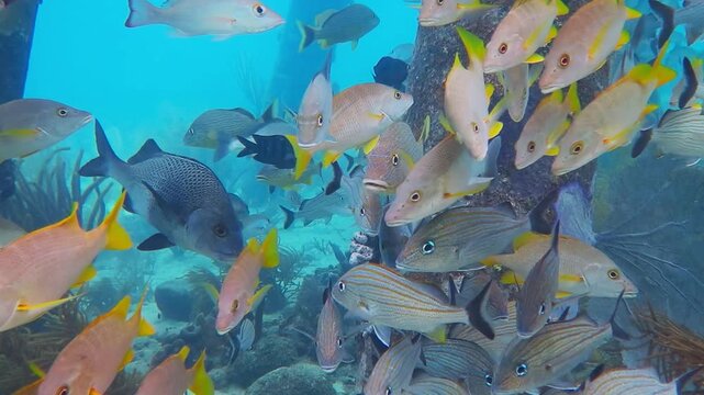 School of tropical fish, swimming in the tropical ocean under the jetty. Azure sea and ocean wildlife. Marine life. Underwater video from scuba diving under the pier.