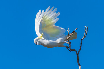 Sulphur-crested Cockatoo set against the morning blue sky © Merrillie