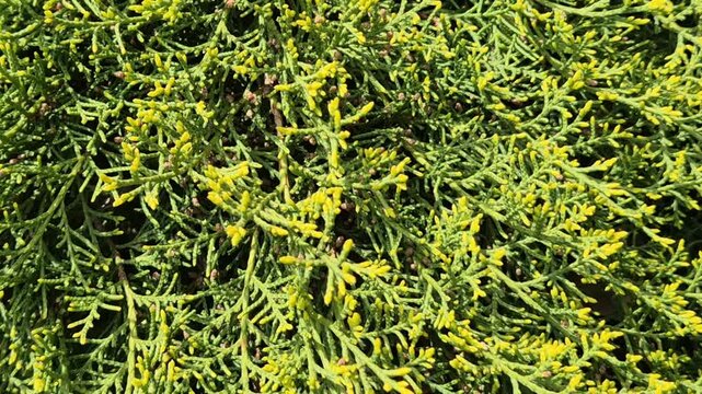 A high-angle, close-up shot showing the dense, scale-like vibrant lime-green and golden-yellow foliage of a decorative evergreen shrub.