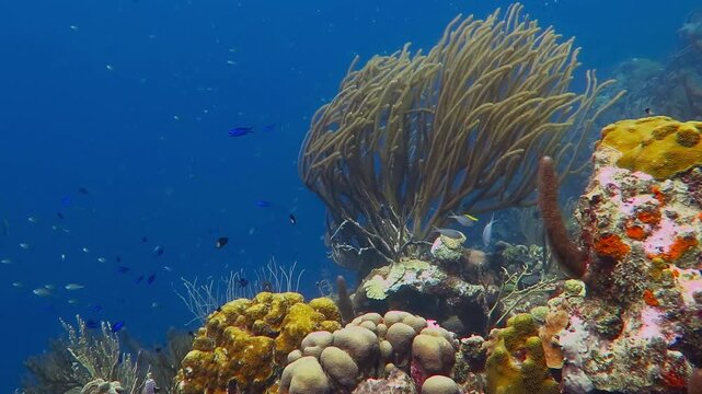Marine life, underwater video. Vivid coral reef in deep blue with swimming colorful fish. Scuba diving on the tropical reef. Adventure sea vacation.