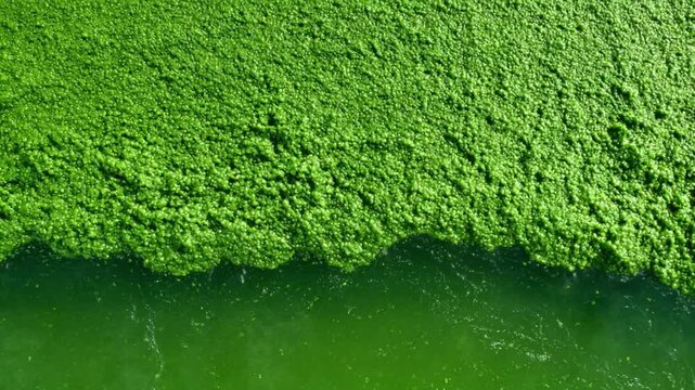 Algae Bloom in Water: An aerial perspective captures the vibrant green of an algae bloom, spreading across the water's surface, a natural phenomenon that transforms the aquatic landscape. 