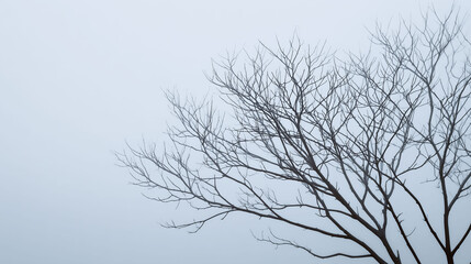 Obraz premium Minimalist landscape of bare tree branches against a foggy white winter sky