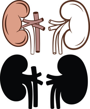 Human kidneys illustration anatomy and internal structures