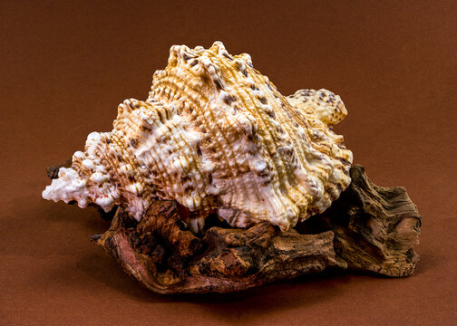 Giant triton shell Monoplex parthenopeus on weathered wood snag