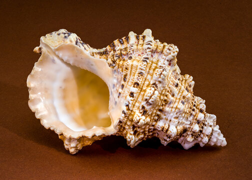 Triton shell Monoplex parthenopeus on a solid brown background