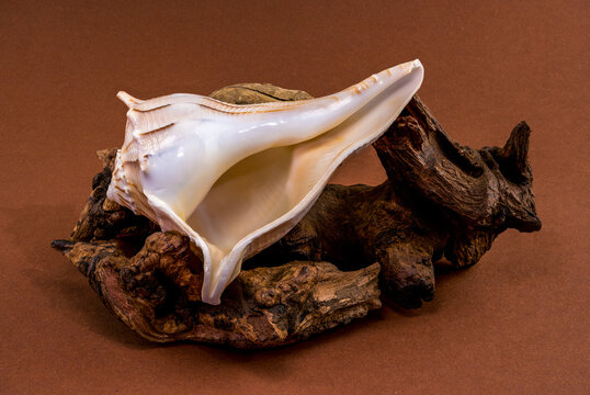 Lightning whelk shell Sinistrofulgur perversum on aged wood snag