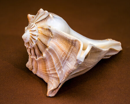 Lightning whelk seashell Sinistrofulgur perversum on a brown background