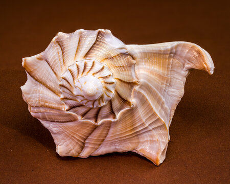 Lightning whelk seashell Sinistrofulgur perversum on a brown background