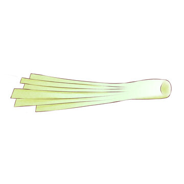 Watercolor Lemongrass Sereh Stalk Indonesian Herb Isolated on White Background