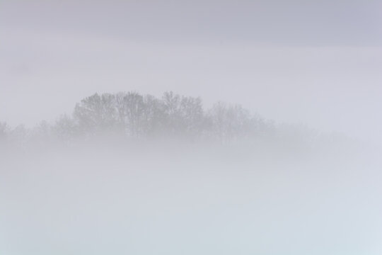 View of trees shrouded in thick morning fog and mist in Piantravigne, Tuscany, Italy.