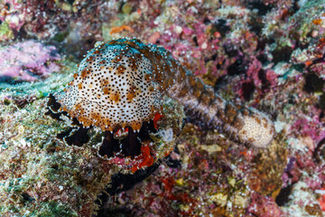 coral reef with coral © Evgenios