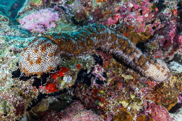 starfish on a coral reef © Evgenios