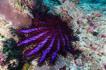 coral reef in the sea © Evgenios