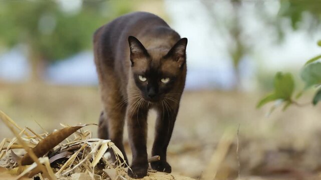 Adorable Wichien Maat feline exploring wild meadow grass in public park perfect for domestic pet and animal lifestyle concept