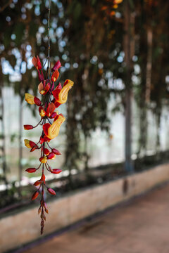 Hanging Cluster of Thunbergia Mysorensis Flowers