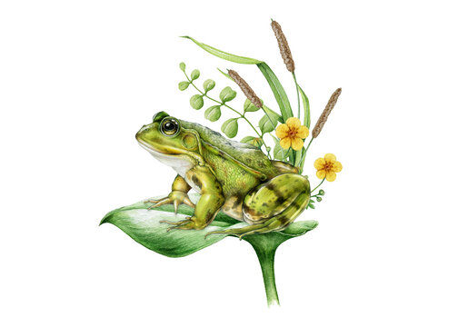 Frog clipart watercolor illustration on leaf with meadow plants and flowers, hand drawn amphibian composition, detailed nature scene isolated on transparent background