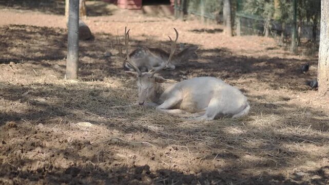 Deer resting on the ground in a forest area